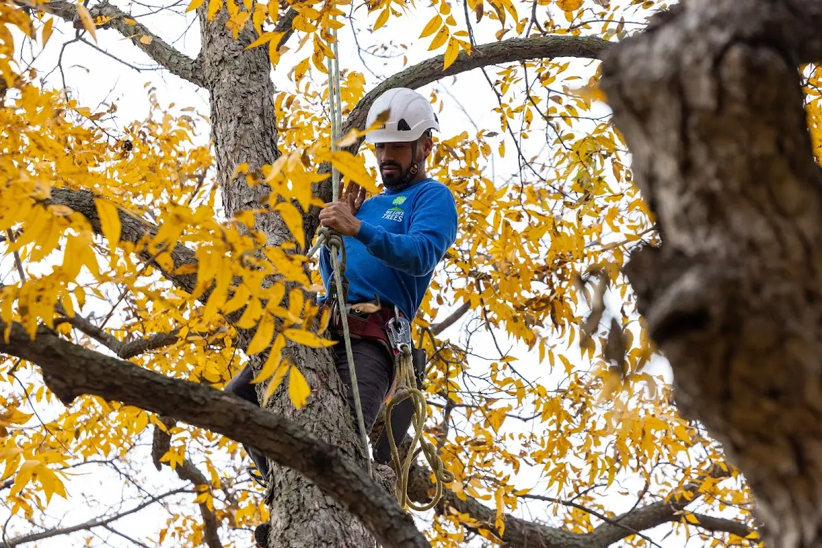 Skilled Storm Damage Cleanup crew working in Hazelton