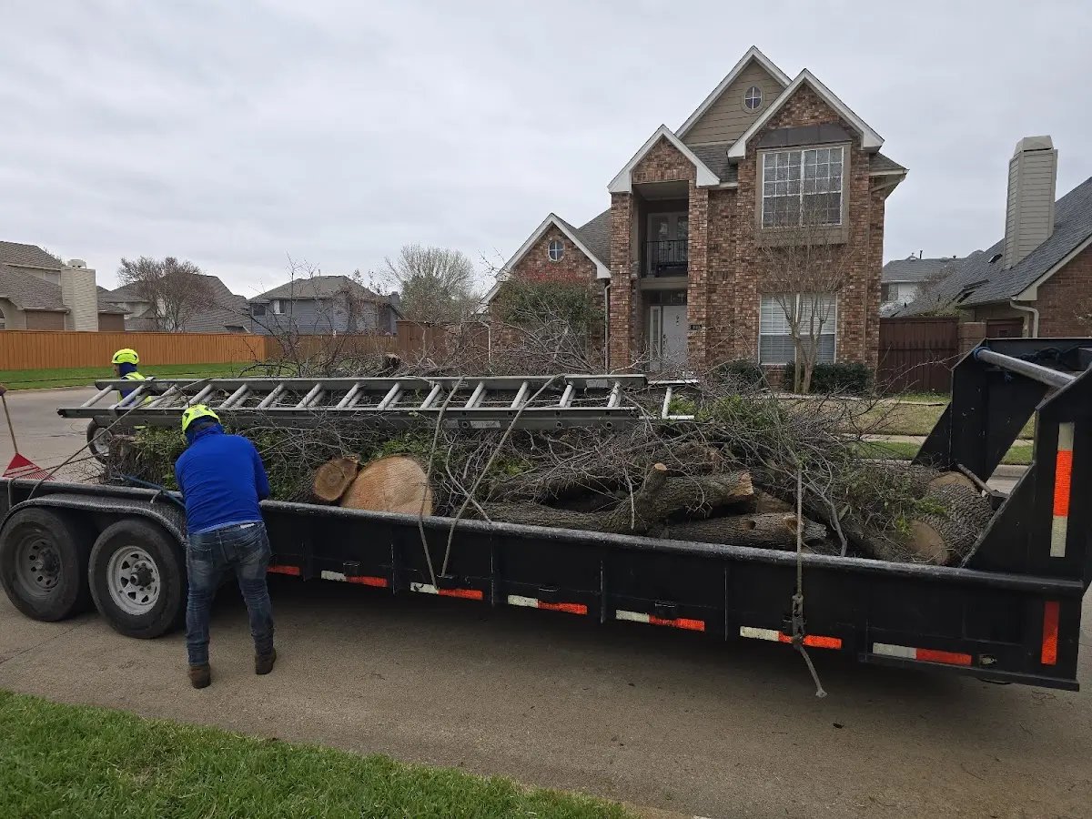 Expert Tree Pest Control with proper safety equipment in Hazelton